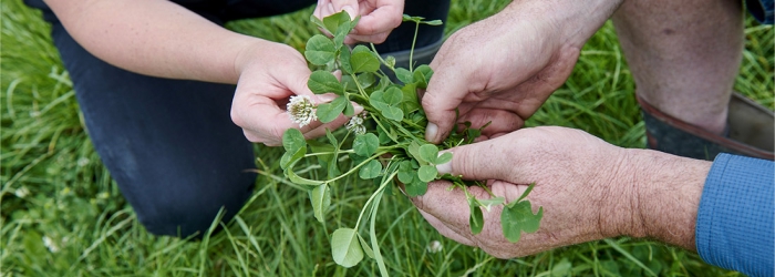 What your clover can tell you about pasture performance
