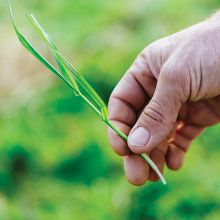 Optimise pasture and crop