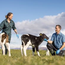 Optimise reproduction