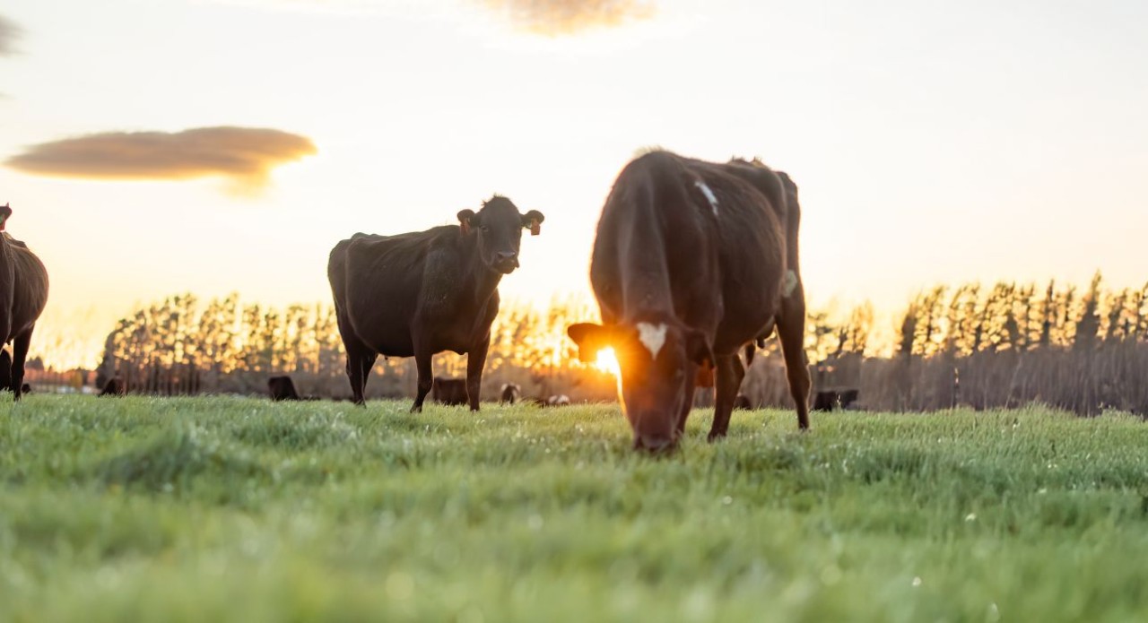 Quality nutrition for a great mating season