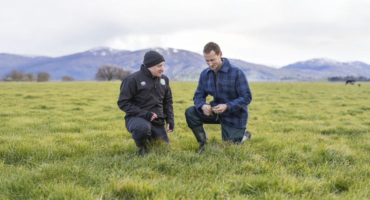 Converting nitrogen to pasture