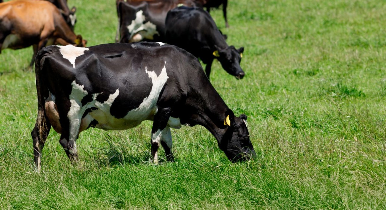 Feed well and feed right to maintain production over summer