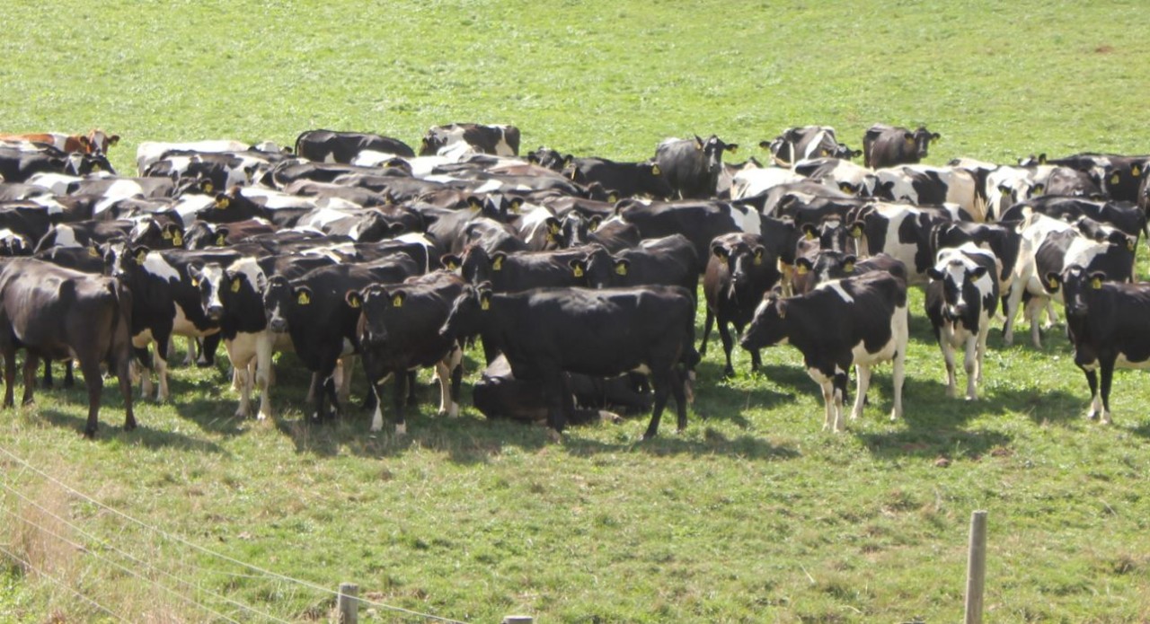 Zinc for facial eczema prevention and key on-farm indicators