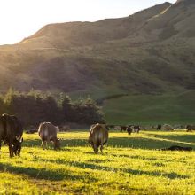 Pasture seed