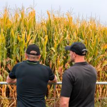 Maize