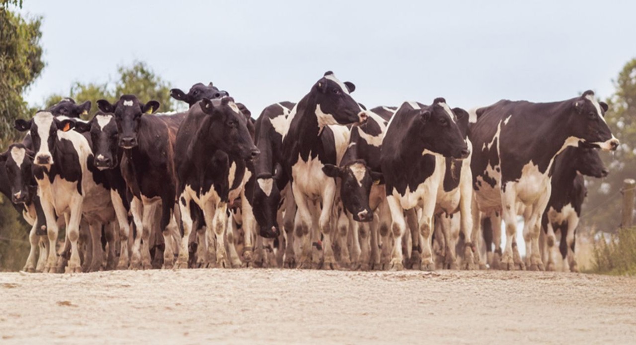 Strive for five - to make your whole herd thrive