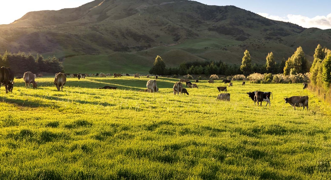 Pasture seed