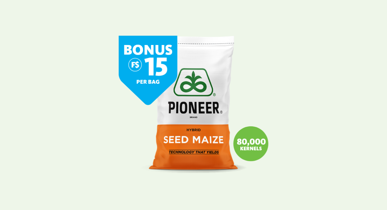 Pioneer Seed Maize