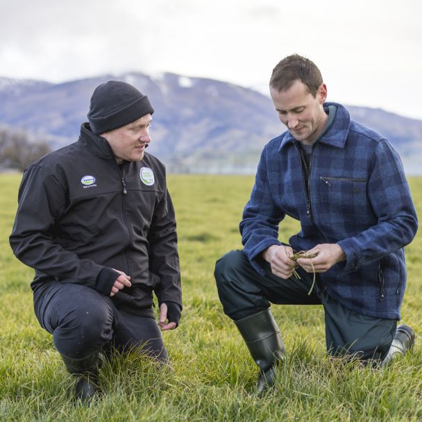 Converting nitrogen to pasture