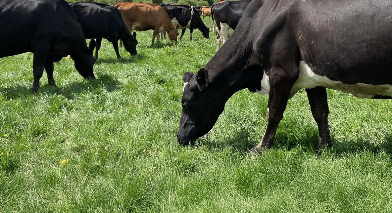 Get the most out of summer forage
