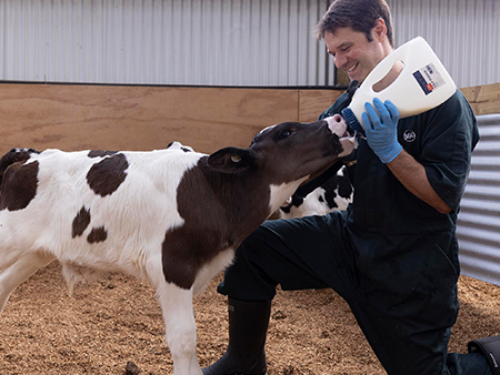 Vet feeding calf